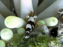 IMG 8975 Squat Anemone Crab